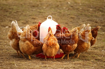 Gruppe Hühner in Freilandhaltung am Futtertrog