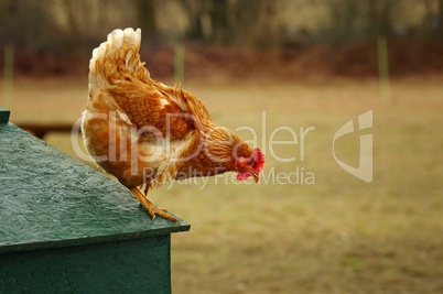 Huhn springt vom Dach des Stalls