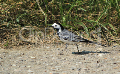 Wagtail walking on the ground