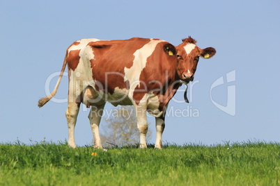 Standing cow