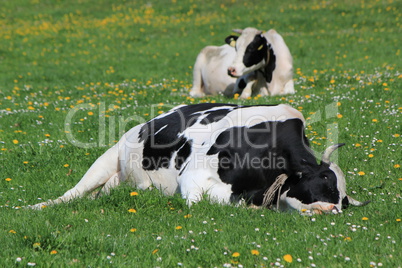 Cows of Fribourg canton, Switzerland, resting