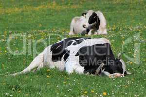 Cows of Fribourg canton, Switzerland, resting