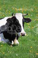 Cow of Fribourg canton, Switzerland,