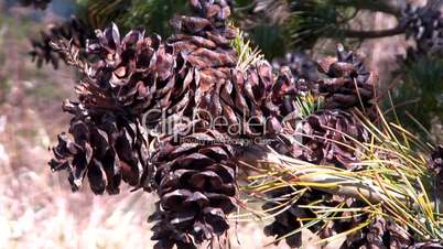 Pine cone cluster in early spring