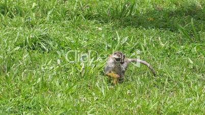 Cute Squirrel Monkey Walking Through the Grass