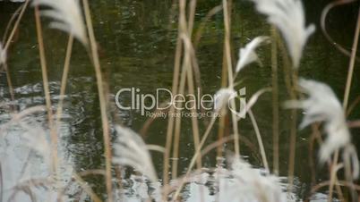river reeds in wind,shaking wilderness,reflection,Hazy style.