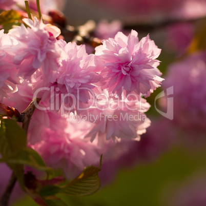 Blossom in spring