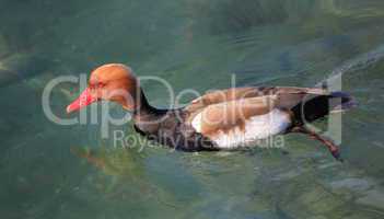 Nette rousse duck