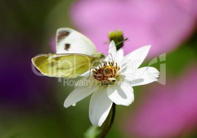 White butterfly and flower