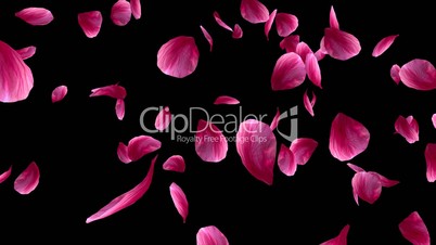 Falling flower petals, animation with alpha channel