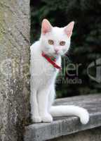 White cat on a wall