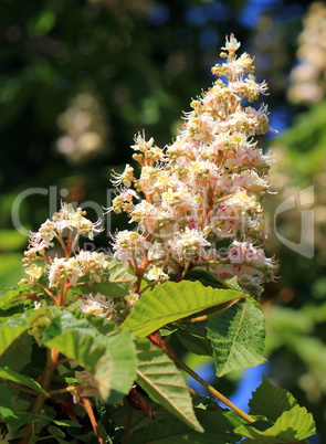 Spring blossoming chestnut flowers