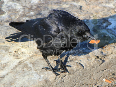 Crow holding food