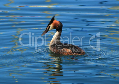 Great crested grebe duck
