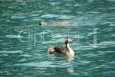 grebe ducks