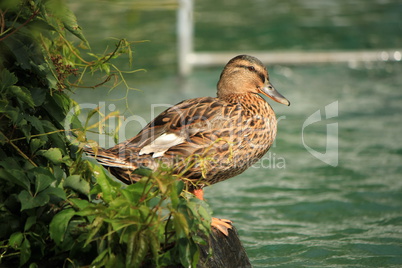 Quiet female duck mallard