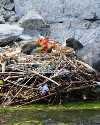 Coot female duck feeding its ducklings