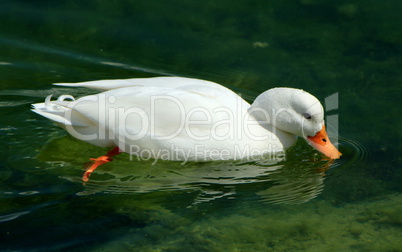 White duck