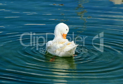 Quiet white duck