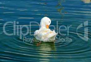 Quiet white duck