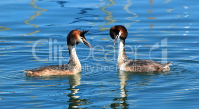 Couple of great crested grebe ducks