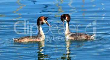 Couple of great crested grebe ducks