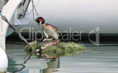 Couple of great crested grebe ducks having sex