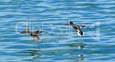 Mallard ducks landing on water