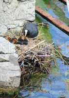 Coot female duck feeding its ducklings
