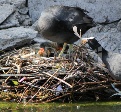 Coot ducks feeding their ducklings