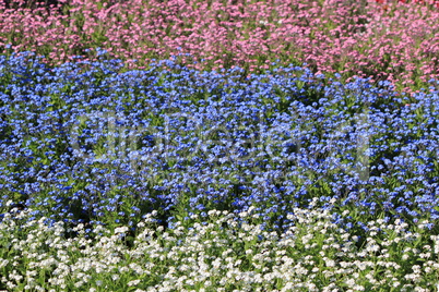 Color flowers