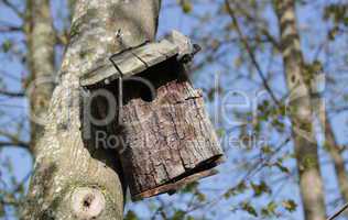Birdhouse in a forest