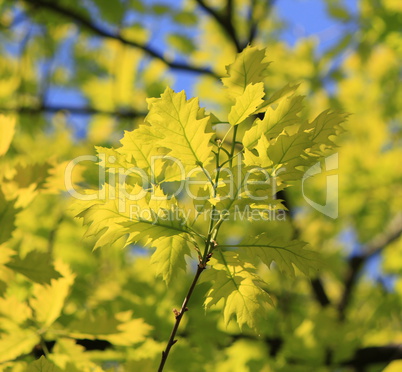 Oak leaves