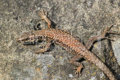 Lizard on a wall