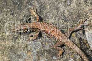 Lizard on a wall