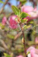 Magnolia flower bud