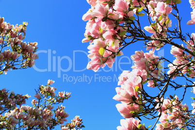 Magnolia flowers