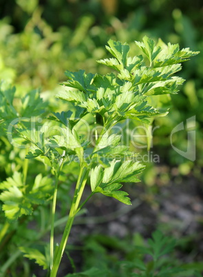 Curly-leaved parsley