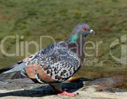 Pigeon