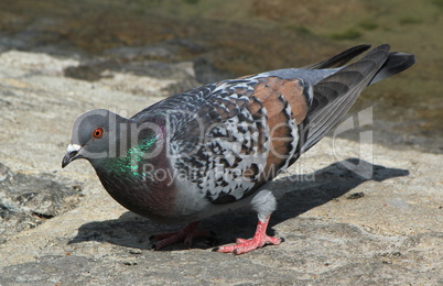 Pigeon in the city