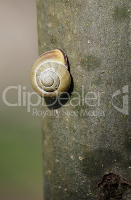 Snail shell between two flowers