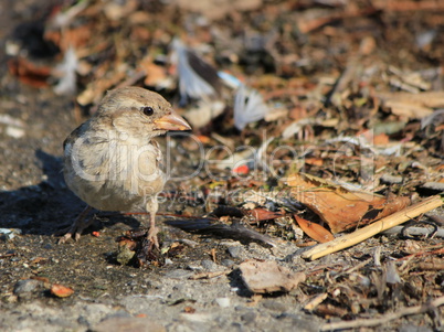 Sparrow