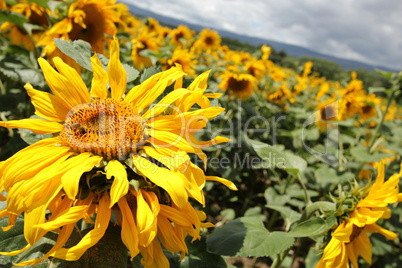 Bee on a sunflower