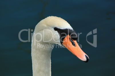 Head of a swan