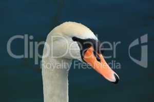 Head of a swan