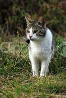Wild cat in the grass