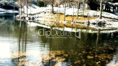 Forest reflection in water,metasequoia leave floating on lake,ripple,snow.