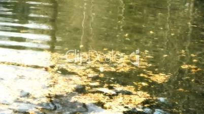 metasequoia leaves floating on Sparkling lake,powder,debris.