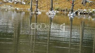 Forest reflection in water,metasequoia leave floating on lake,ripple,snow.