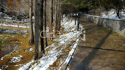 Forest and bridge reflection in water,metasequoia leave floating on lake,ripple,snow.